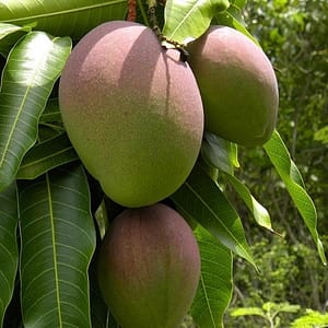 kent-mangoes-500