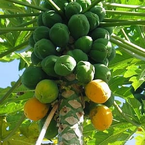 papaya-500